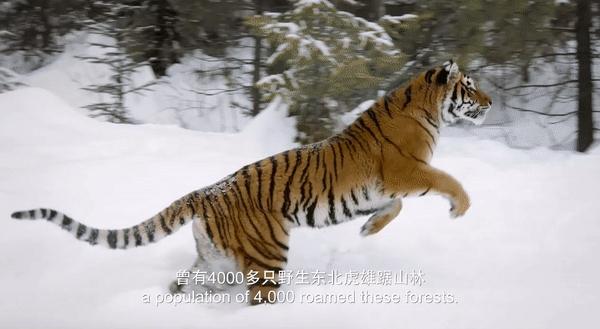自然界的欢歌！总台《国家公园：野生动物王国》纪录片带你走进《珍贵的家园》